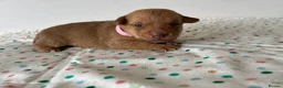 Jack Russell dogs for sale: Miniature Jack Russell’s looking for new homes  - Advert 7
