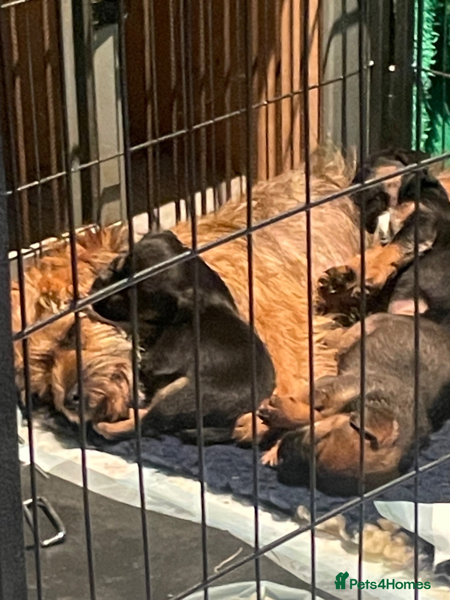 Border Terrier dogs Border terrier bitch pup  - Advert 7