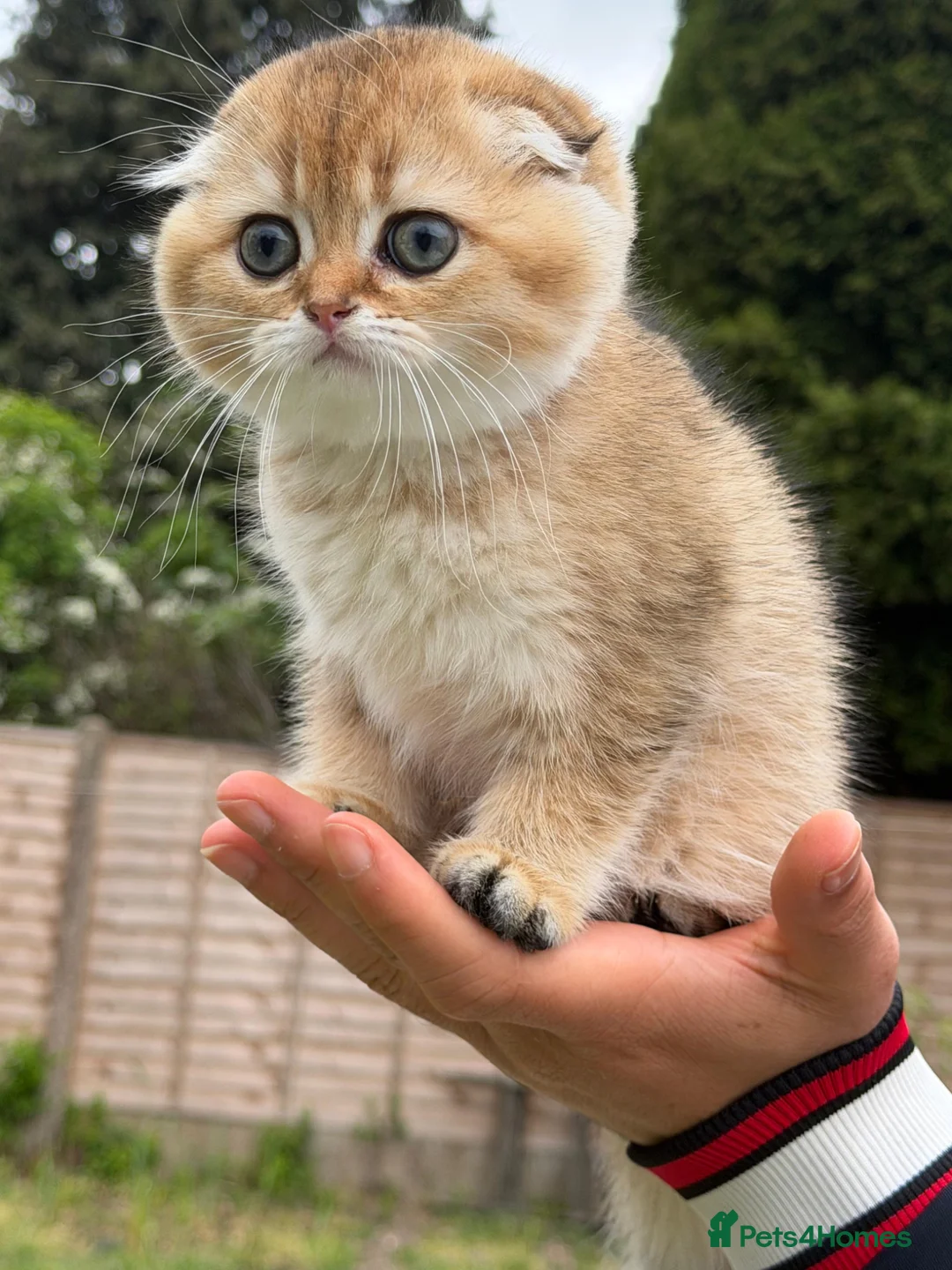 Scottish Fold cats for sale: Golden British cats - Advert 1