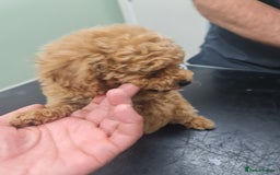 Toy Poodle dogs for sale: Tiny kc Russian background toy poodle poppies  - Image 18