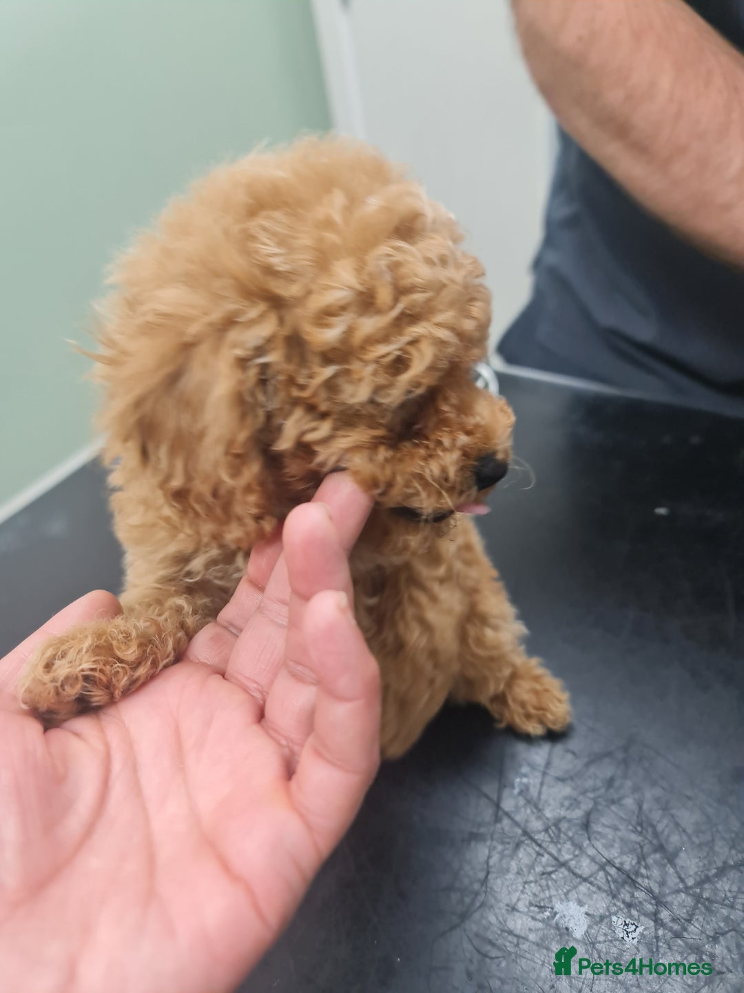 Toy Poodle dogs for sale: Tiny kc Russian background toy poodle poppies  - Image 18