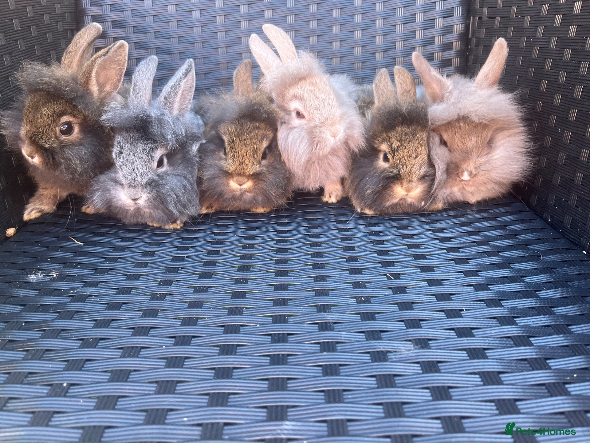 Mini Lion Lop rabbits Lion lops ready to go Friday - Advert 18