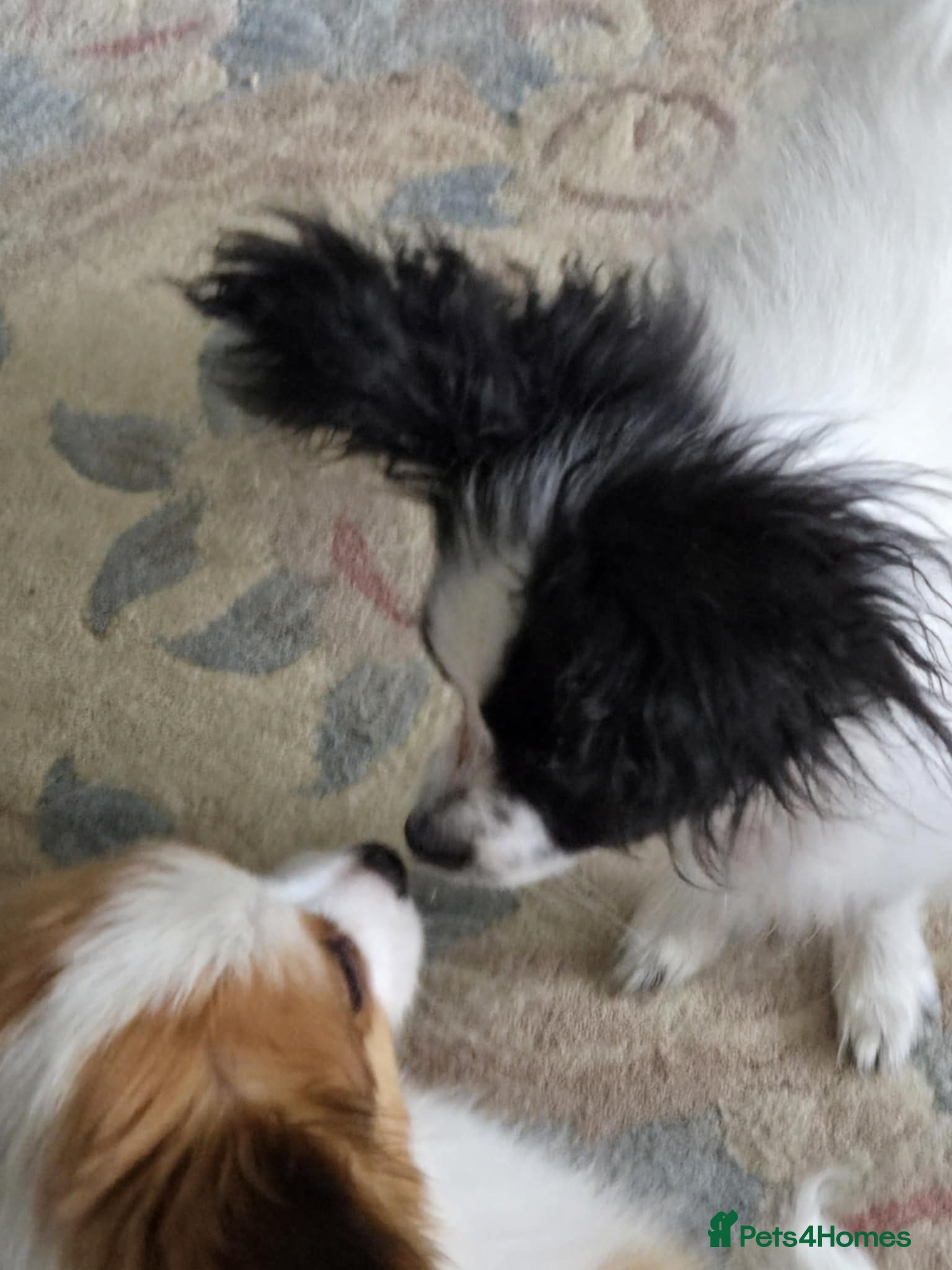 Papillon dogs Gorgeous Papillon boy  - Advert 1