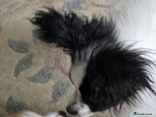 Papillon dogs Gorgeous Papillon boy - Advert 3