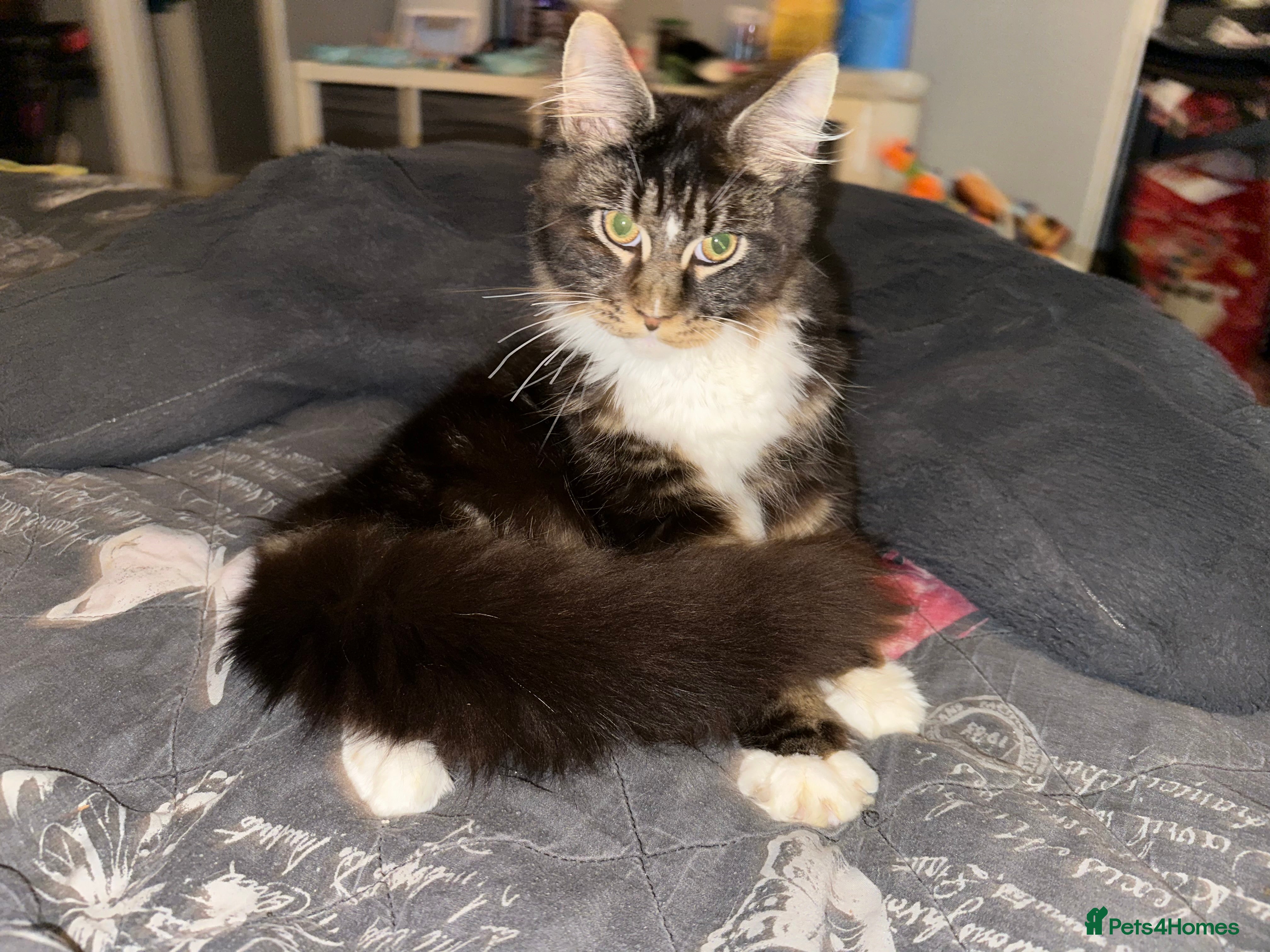 Maine Coon cats Xl mainecoon kittens full breed non reg  - Advert 1