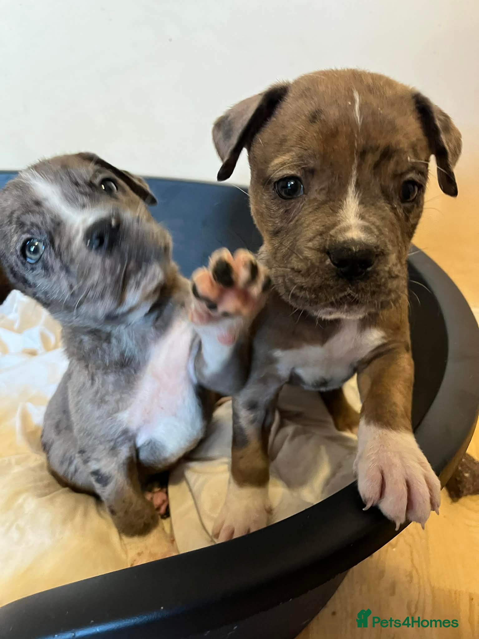 Mixed Breed dogs #READY TO LEAVE#American bulldog x Corso - Advert 5