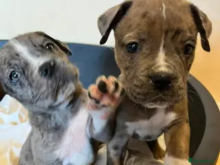 Mixed Breed dogs #READY TO LEAVE#American bulldog x Corso - Advert 10