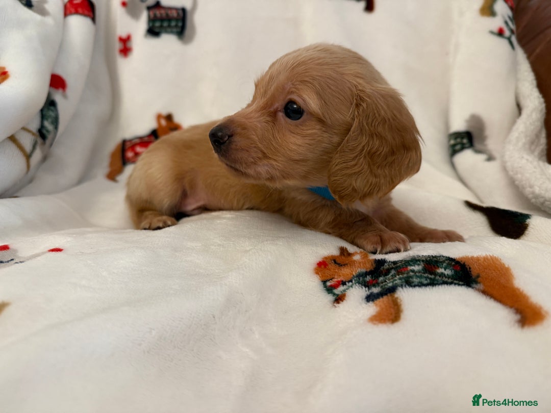 Miniature Dachshund dogs for sale: Beautiful Cream Longcoats Miniature Dachshund  - Advert 12