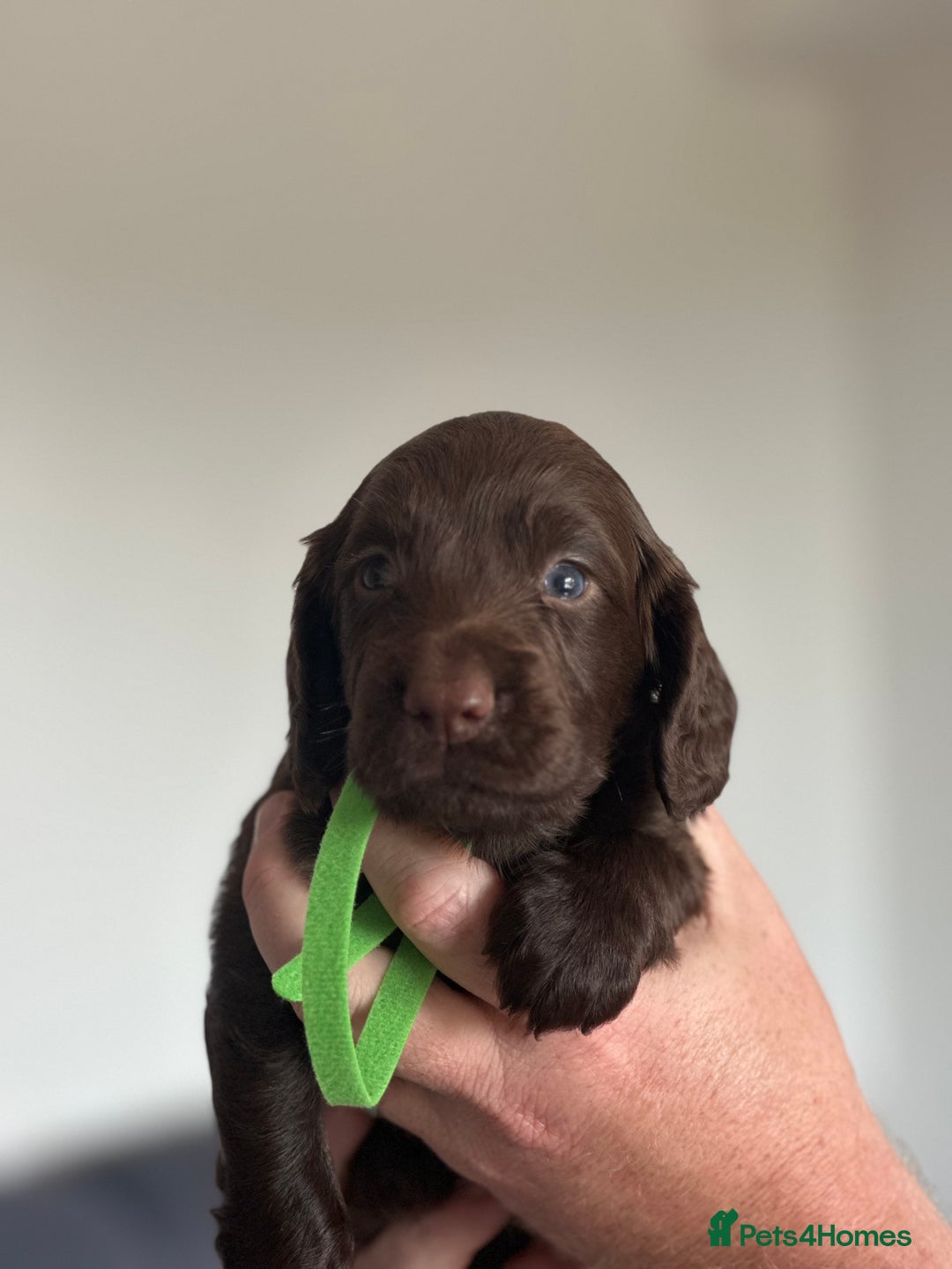Cocker Spaniel dogs for sale: READY 31st Aug KC Pedigree Working Cocker Puppies - Image 16