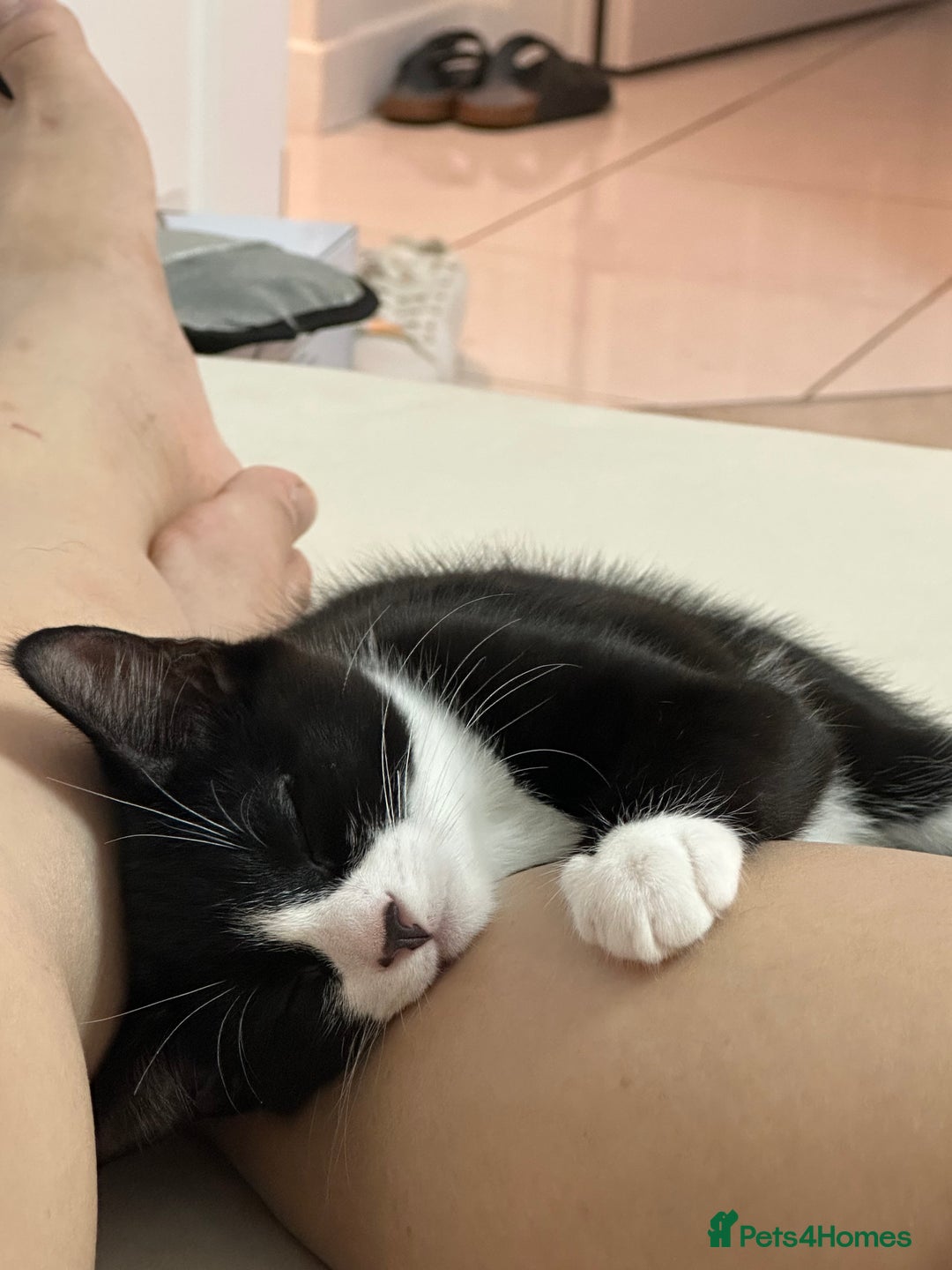 Mixed Breed cats for sale: Lovely 4 months kitten look for home foreve  - Image 7