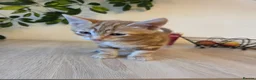 Mixed Breed cats for sale: Beautiful kittens ready for forever home - Advert 10