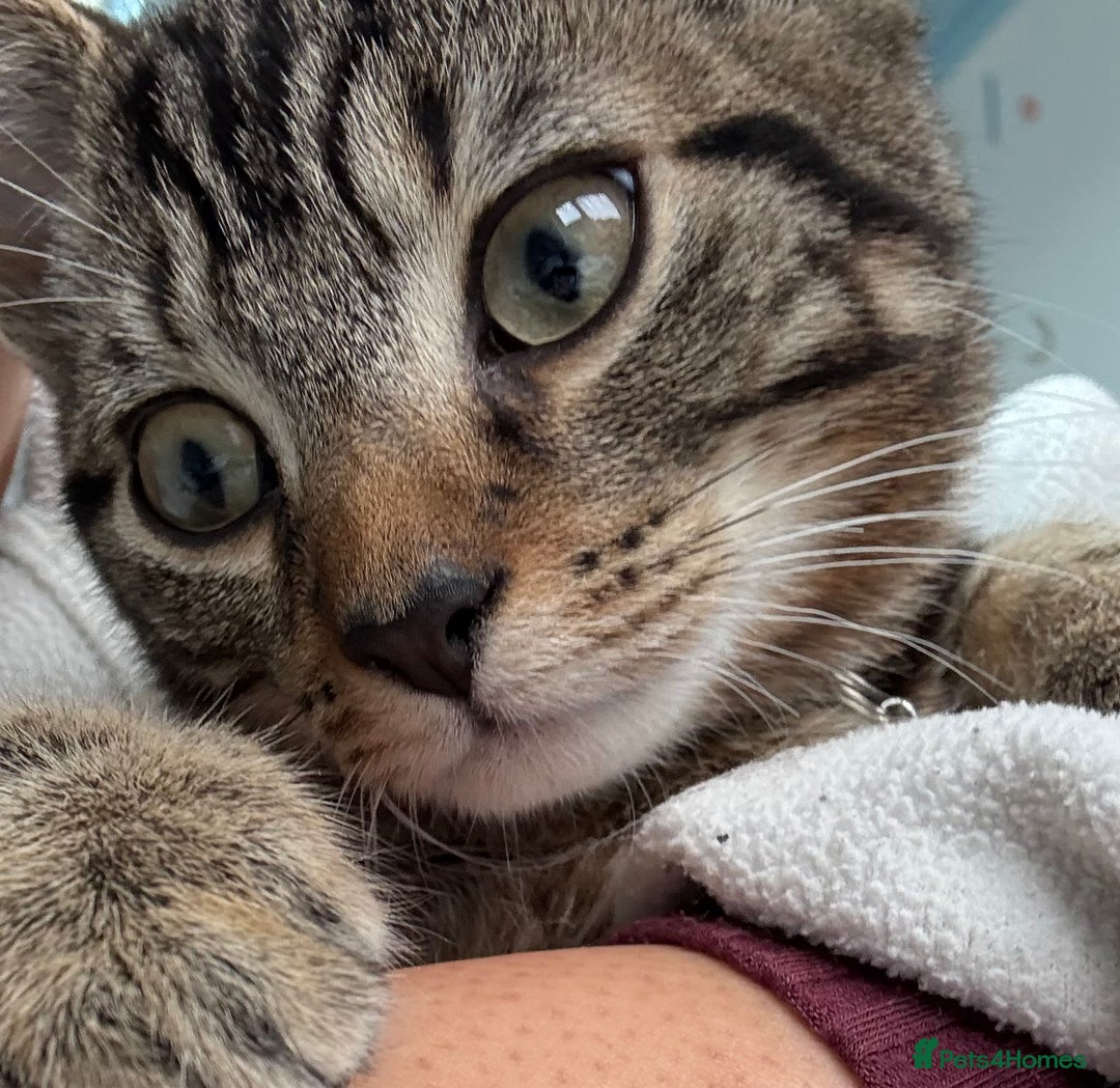 Mixed Breed cats for sale: Male kitten sale to go ASAP - Advert 5