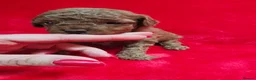 Toy Poodle dogs for stud: KC Toy Poodle Stud – Tiny Deep Red, Proven AKC  in Motherwell - Advert 14