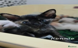 Siamese cats for sale: Beautiful GCCF registered Siamese kittens  - Image 12
