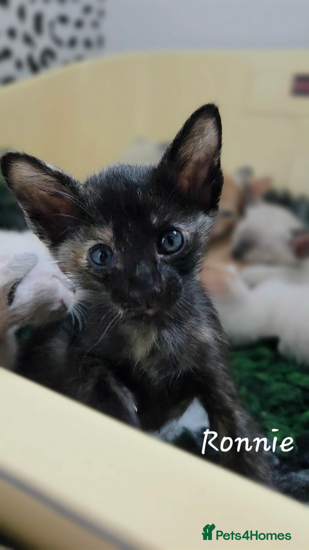 Siamese cats for sale: Beautiful GCCF registered Siamese kittens  - Image 12