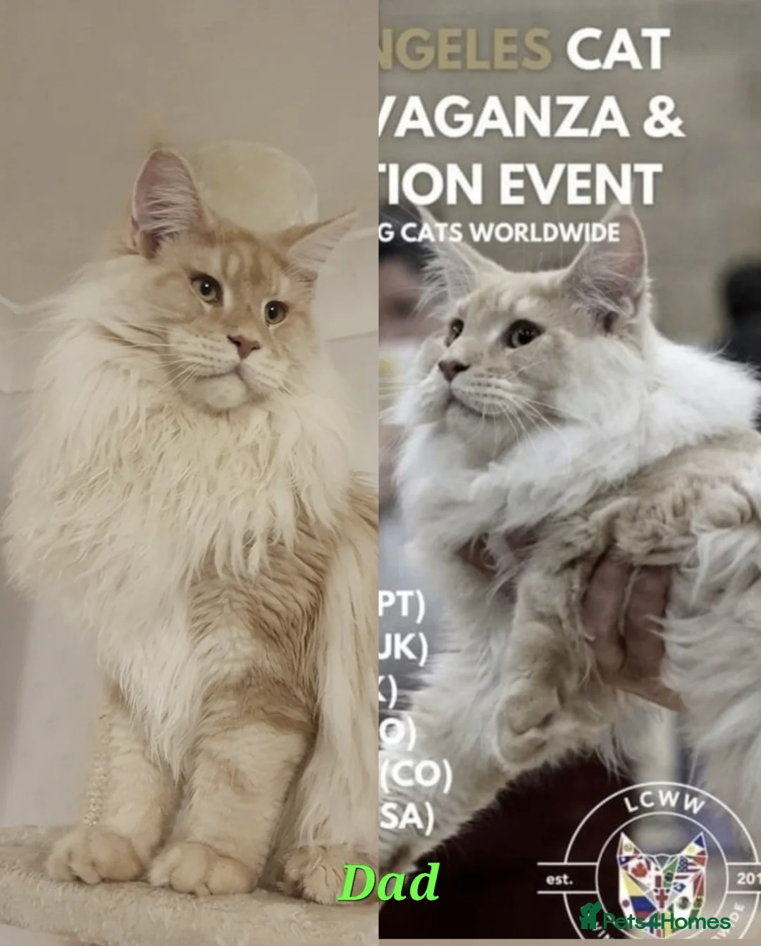 Maine Coon cats for sale: 🏅GCCF🏅 pure maine coon kittens  - Advert 32