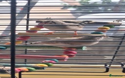 Finches birds for sale: Baby finches for sale £10 - Image 2