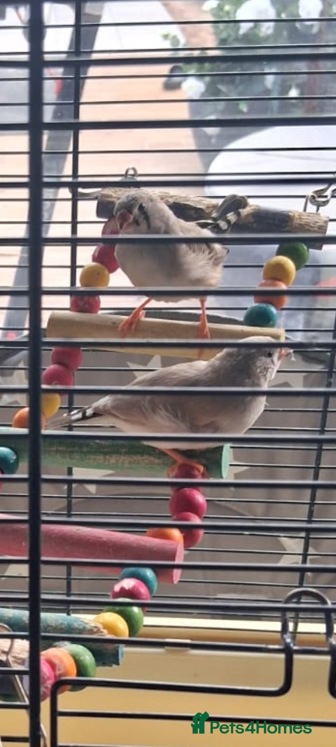 Finches birds for sale: Baby finches for sale £10 - Image 2