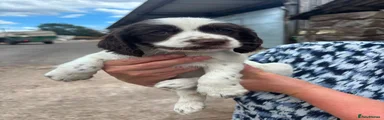 Cocker Spaniel 3