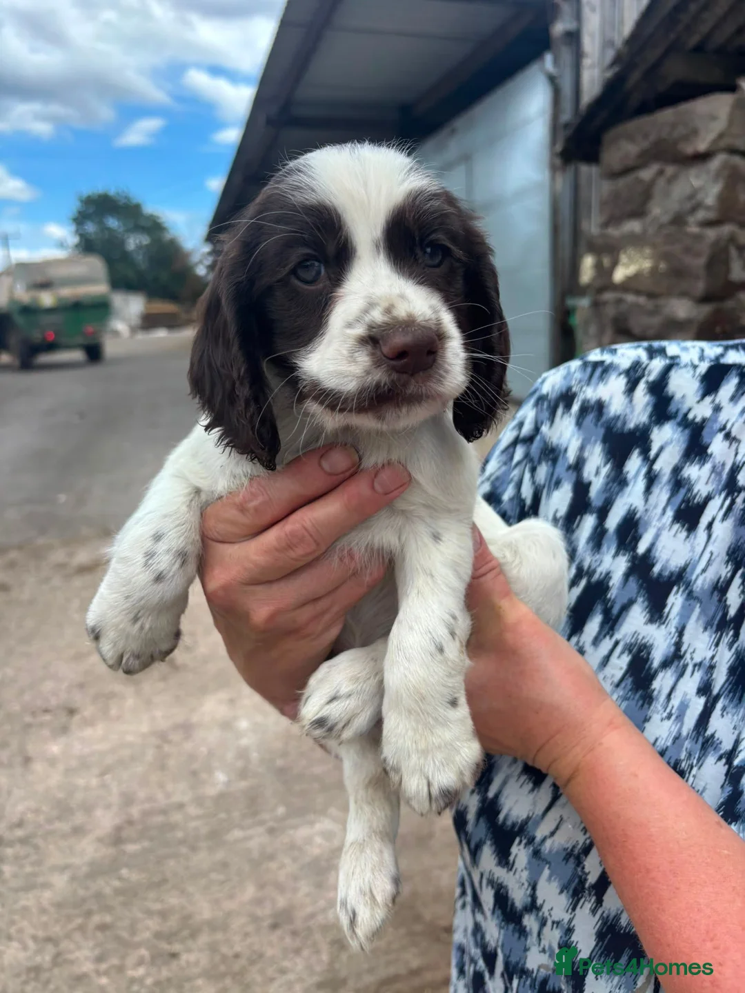Cocker Spaniel dogs for sale: Outstanding Working Cocker Spaniel pups for sale in Stoke-on-Trent - Advert 10