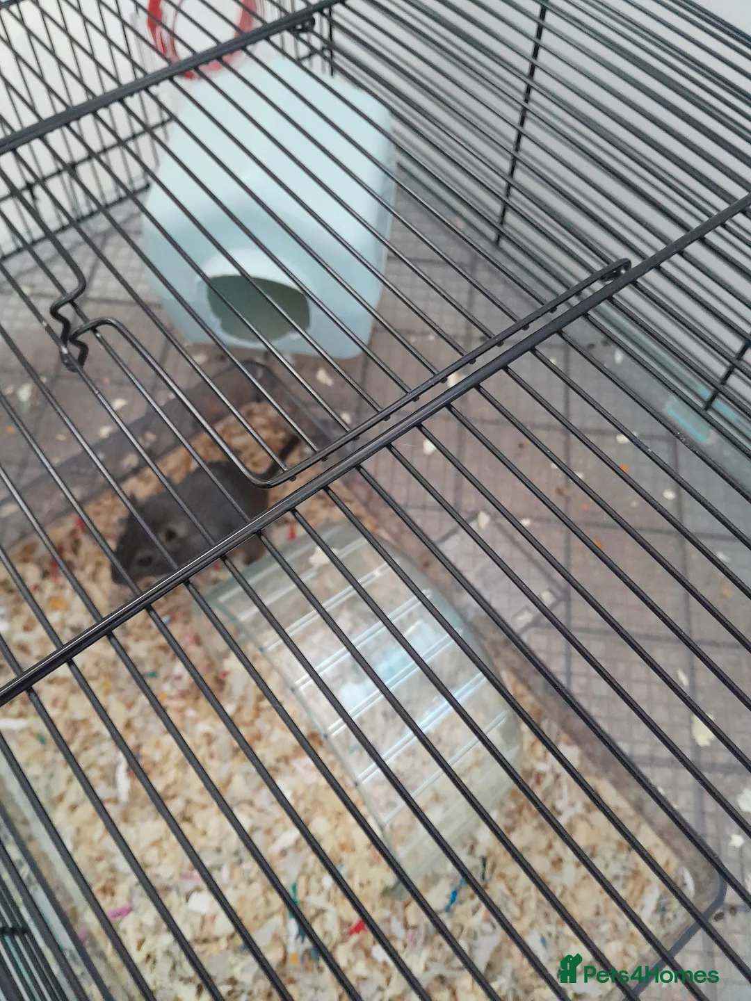 Gerbil rodents for sale: 2 female gerbils in Maldon - Advert 1