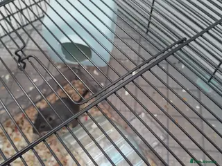 Gerbil rodents 2 female gerbils - Advert 2