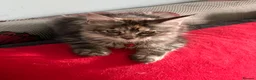 Maine Coon cats for sale: Beautiful 🐈‍⬛  - Advert 13