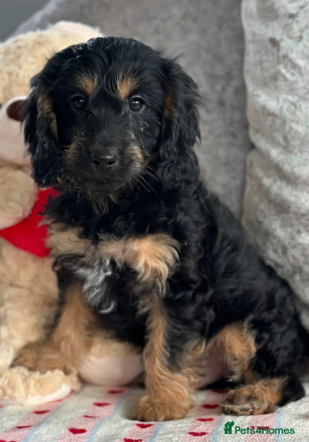 Cavapoo dogs for sale: Stunning fully vaccinated Cavapoo pups - Advert 2