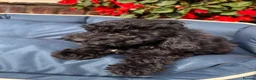 Toy Poodle dogs for sale: Stunning toy poodles!!! - Advert 2