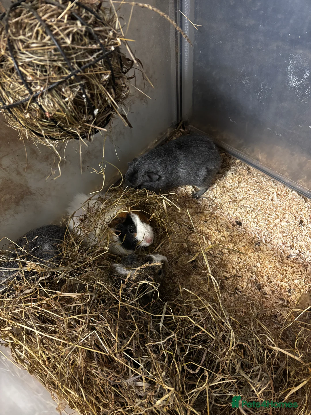 Guinea Pig rodents for sale: Beautiful baby female guinea pigs  - Advert 4