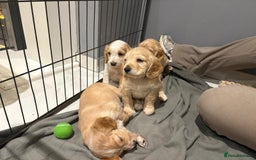 Cocker Spaniel dogs for sale: 5 gorgeous cocker spaniel puppies - Image 1