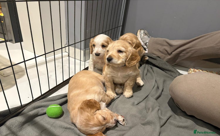 Cocker Spaniel dogs - Advert 2