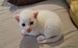 Mixed Breed cats for sale: Adorable white kittens  - Image 19
