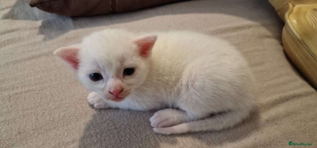 Mixed Breed cats for sale: Adorable white kittens  - Image 19