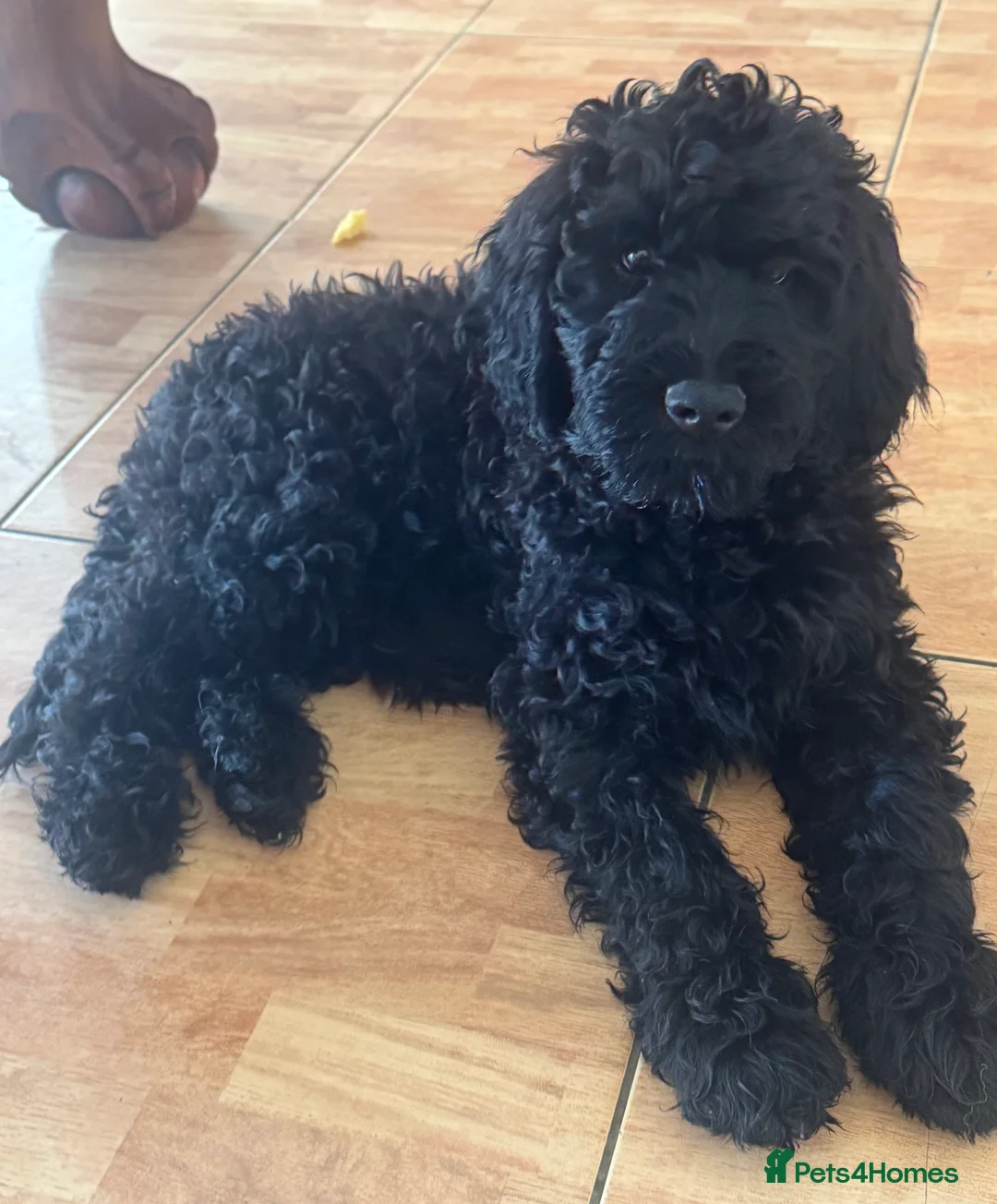 Goldendoodle dogs for sale: Golden doodle F1B stunning puppies  - Advert 28