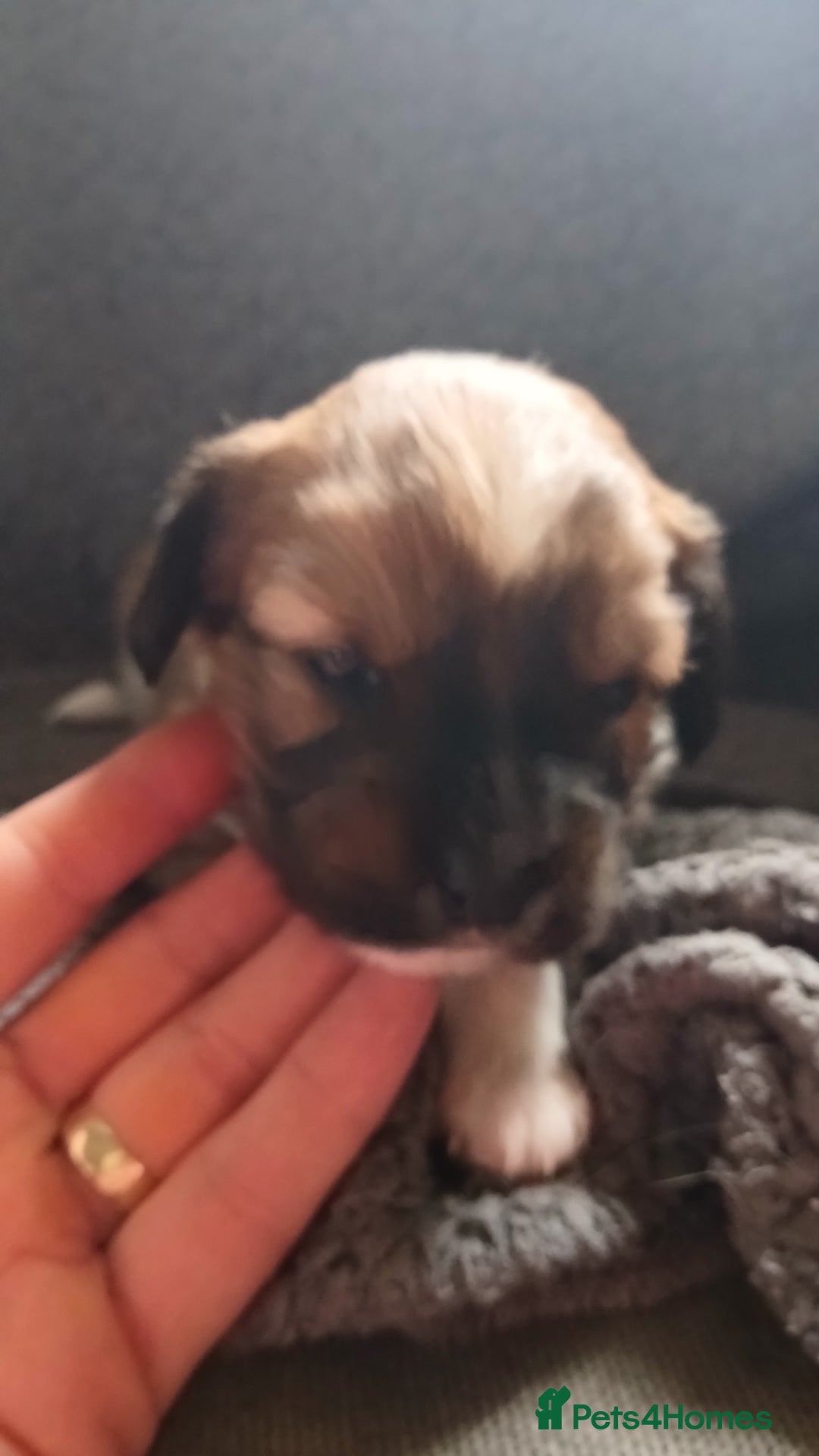 Mixed Breed dogs for sale: Patterpoo puppies - Advert 5