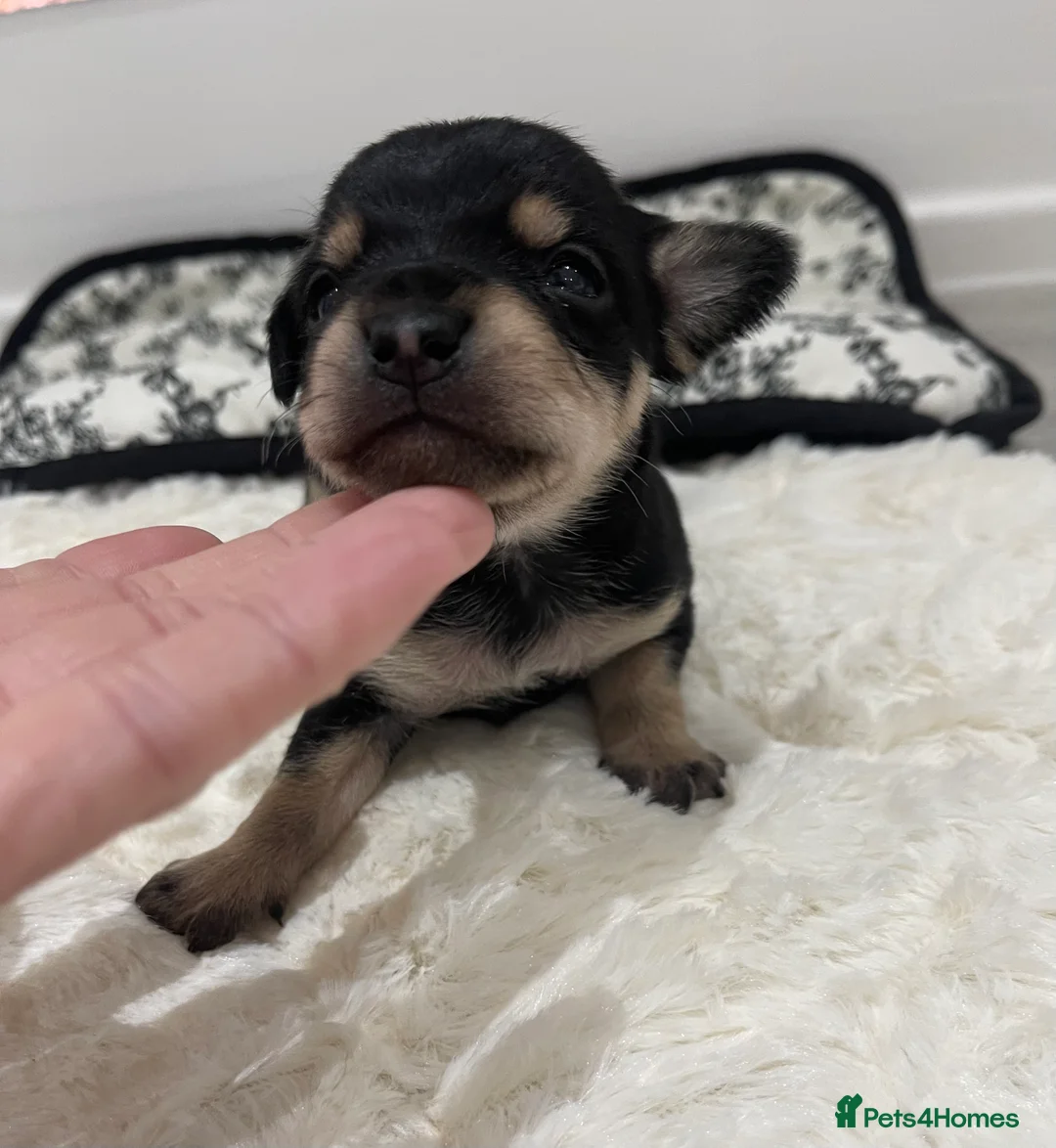 Jackapoo dogs for sale: Quality Jack Russel Puppies for sale 💌 - Advert 17