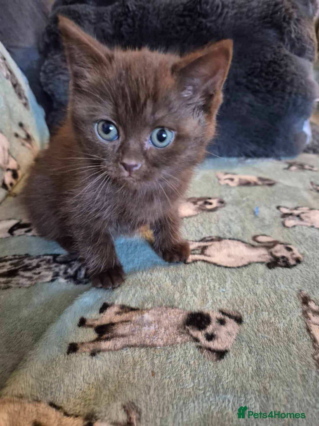Selkirk Rex cats for sale: Pedigree selkirk rex girls non curly - Advert 25