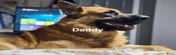 German Shepherd dogs for sale: Gorgeous German shepherd pups - Advert 24
