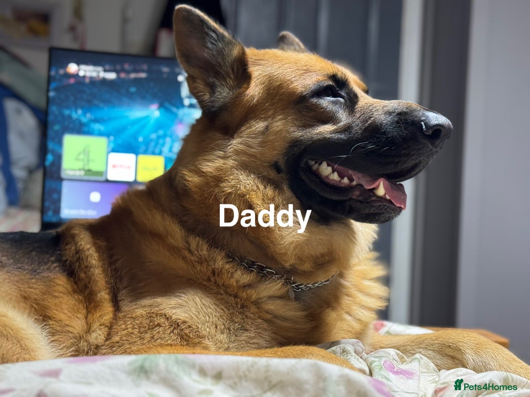 German Shepherd dogs for sale: Gorgeous German shepherd pups - Advert 24