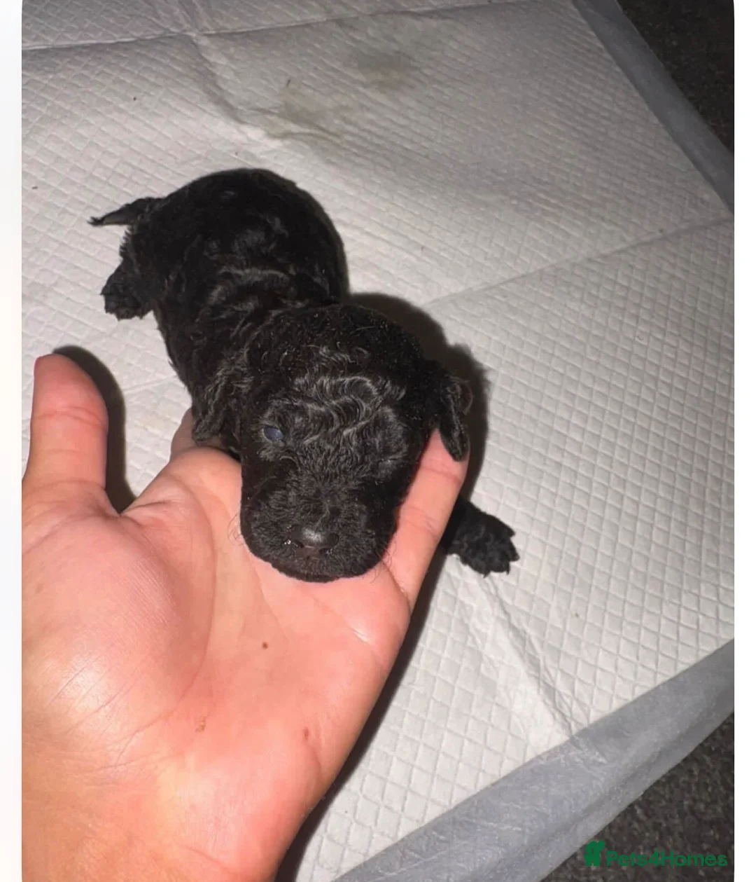 Cockapoo dogs for sale: Stunning f1b cockapoos  in Durham - Advert 2
