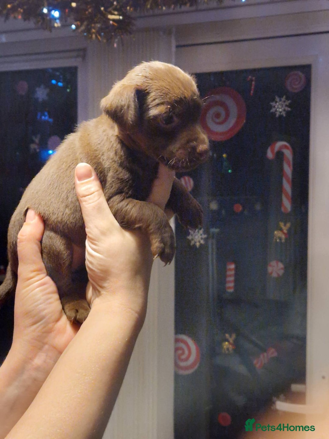 Patterdale Terrier dogs for sale: Patterdale terrier puppies  - Advert 2