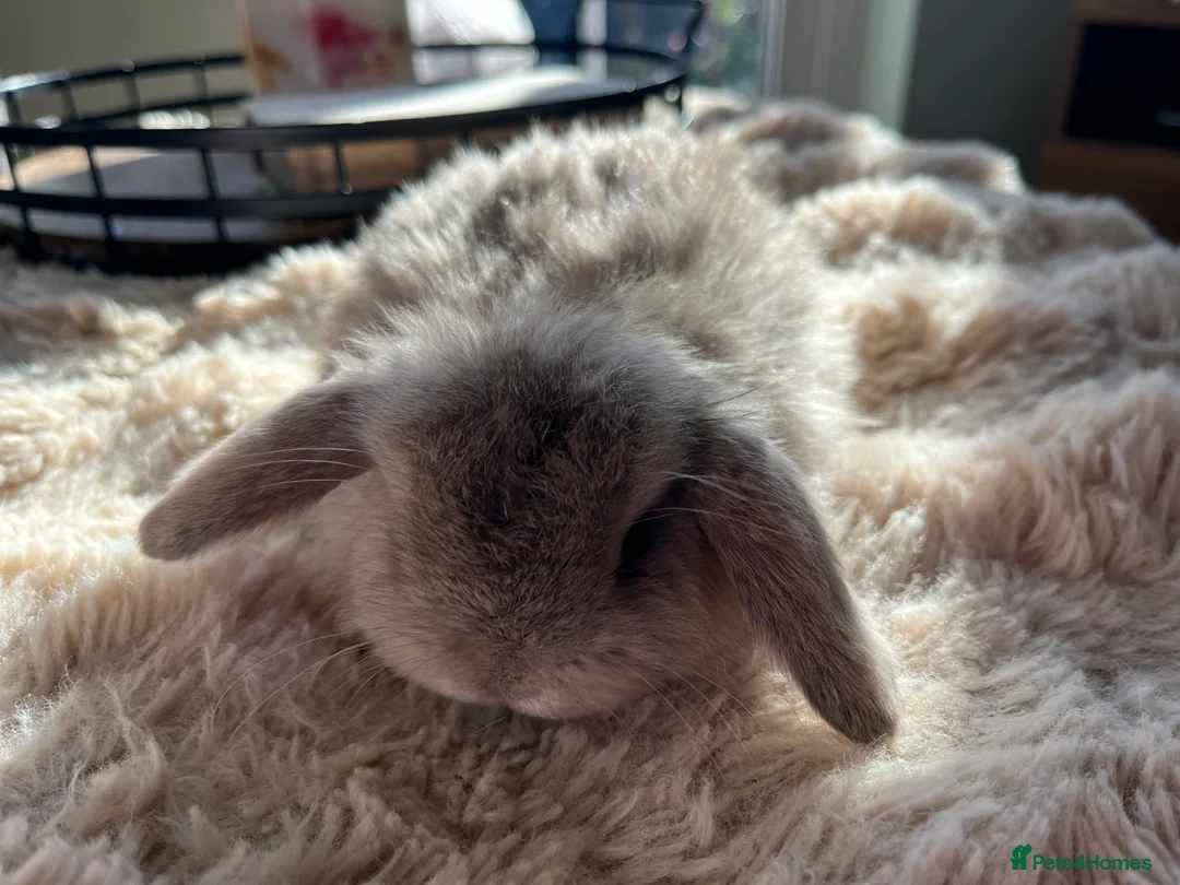 Mini Lop rabbits for sale: Mini Lops looking for their forever home 🏡 - Advert 6