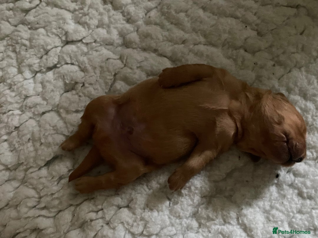Golden Retriever dogs for sale: KC reg fox Red golden retrievers  - Image 10