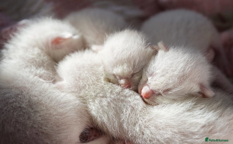 Ragdoll cats - Advert 2