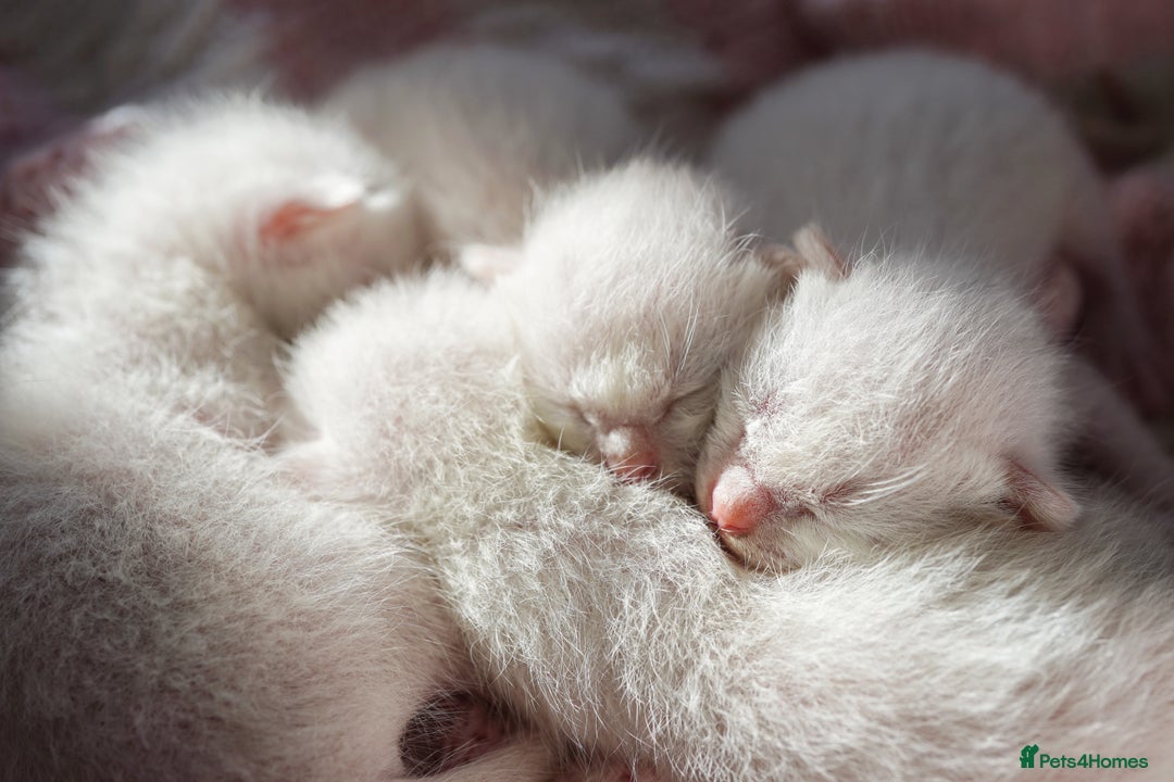 Ragdoll cats for sale: 🌸 Ragdoll Kittens | Home-Bred with Love 🌸 - Image 1