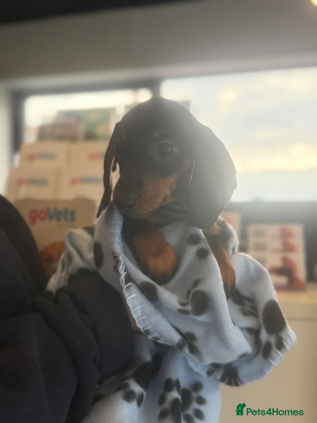 Miniature Dachshund dogs for sale: Ministure dachshund ( Done 2 vaccine)  - Advert 2