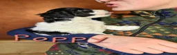 Labradoodle dogs for sale: Beautiful Miniature Labradoodle Puppies for Sale - Advert 9