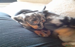 Miniature Dachshund dogs for sale: Miniature dachshund puppies  - Advert 6