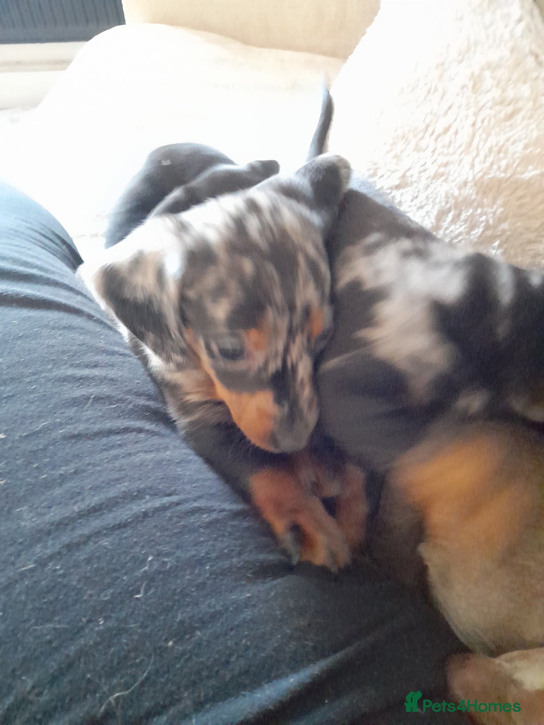 Miniature Dachshund dogs for sale: Miniature dachshund puppies  - Advert 6